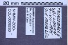 Etiketten zu Dicronychus notatus (Fabricius, 1781) (NHMW-ZOO-COL-0008280)
